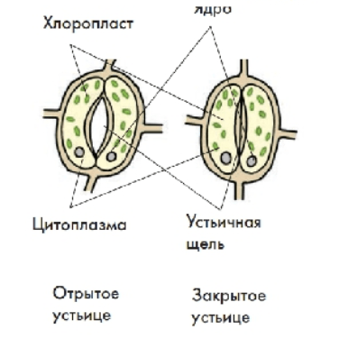 Решение рисунок 3