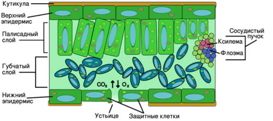 Решение рисунок 1