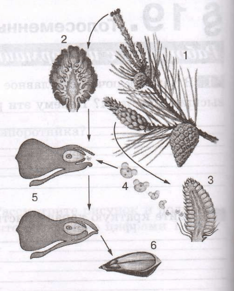 Задание рисунок 1