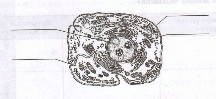 Задание рисунок 1
