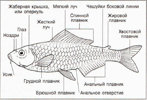 Решение рисунок 1